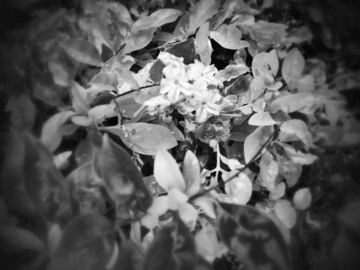 black and white