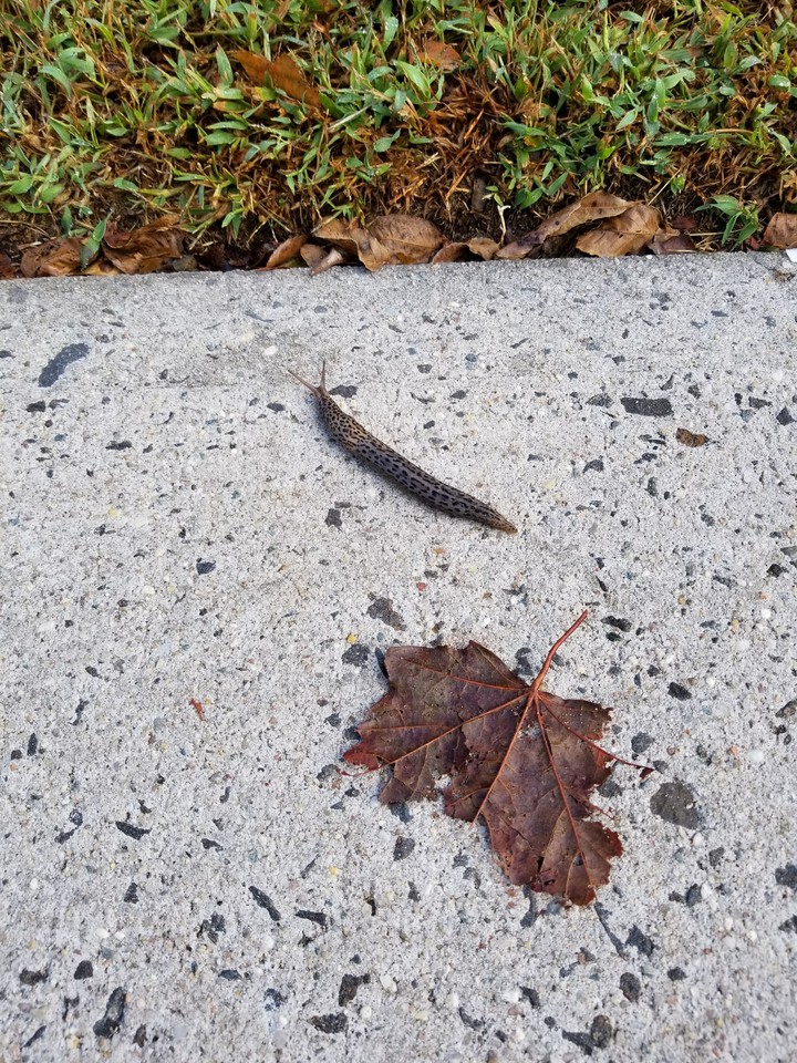 Fall