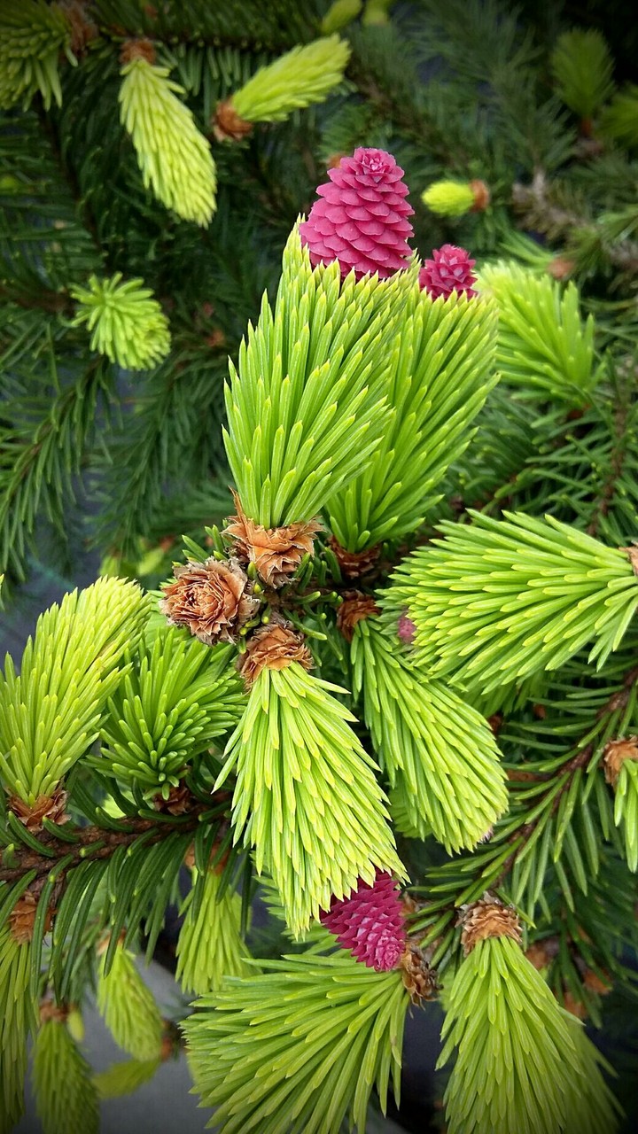 pink spruce