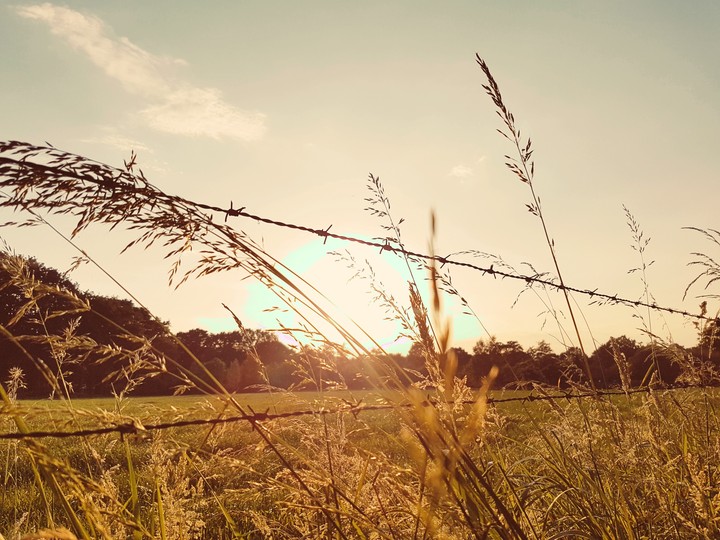 Dutch Fields