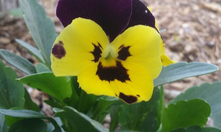 flower