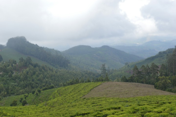 ooty