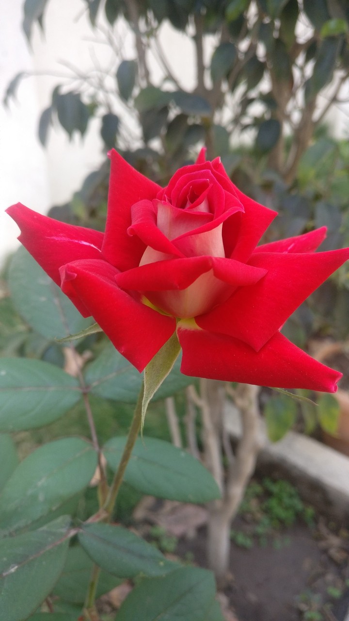 #mobile click