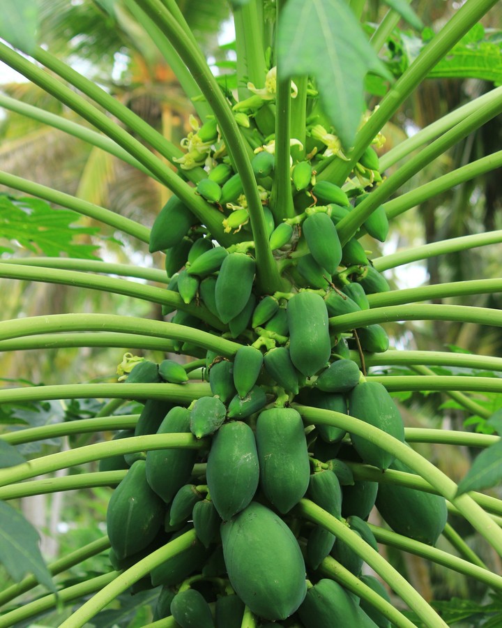 Papaya plant