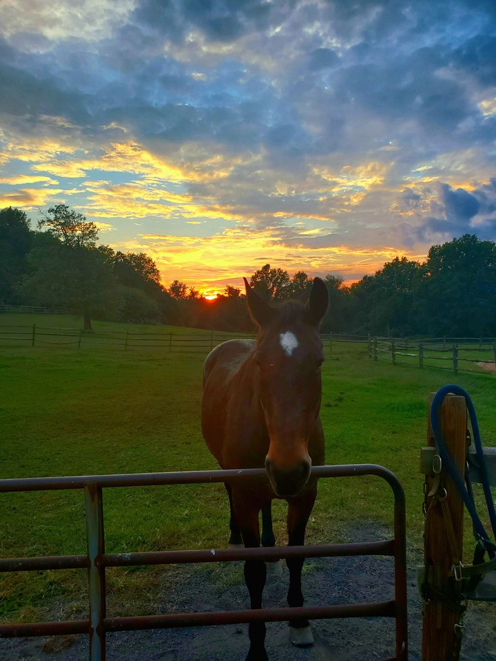 Sunset with the horse
