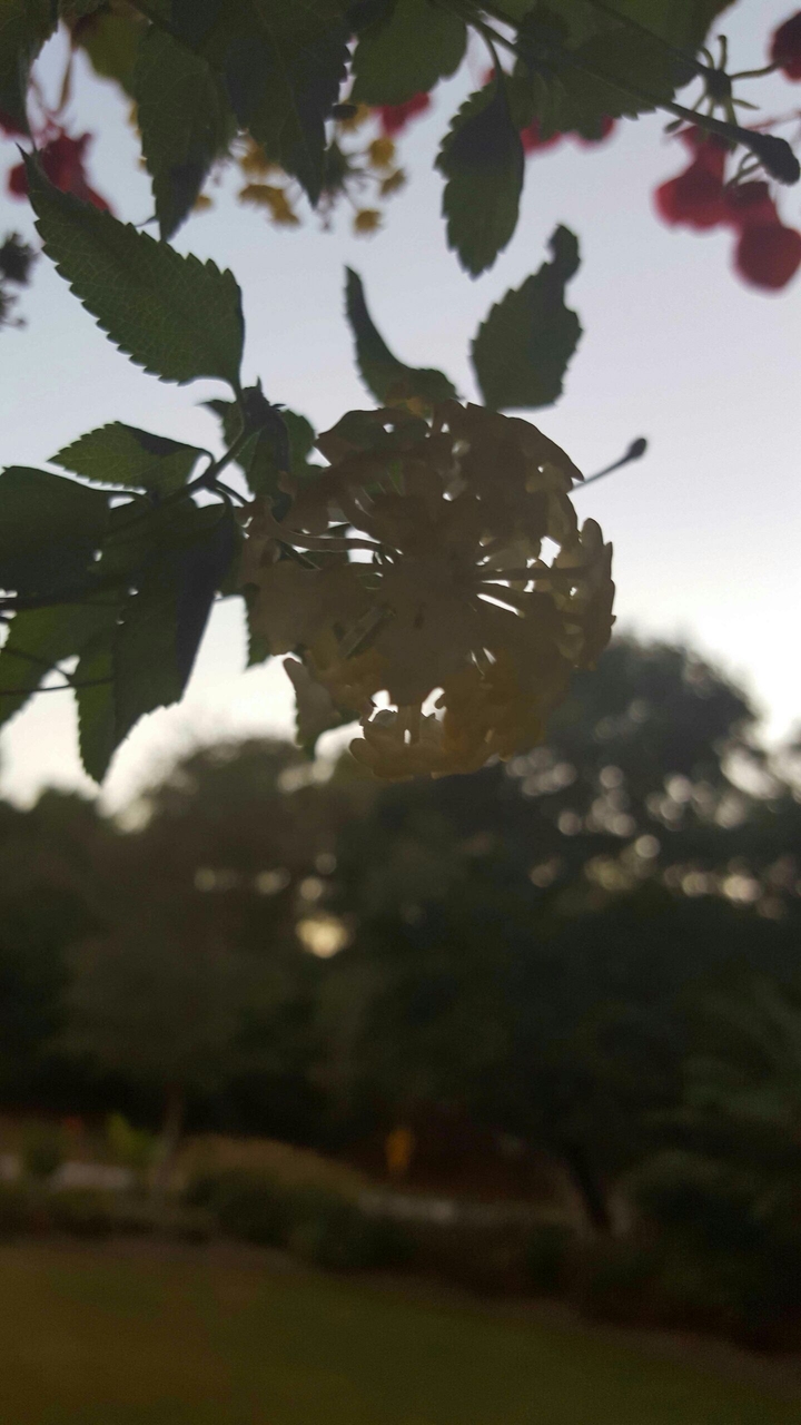 dawn