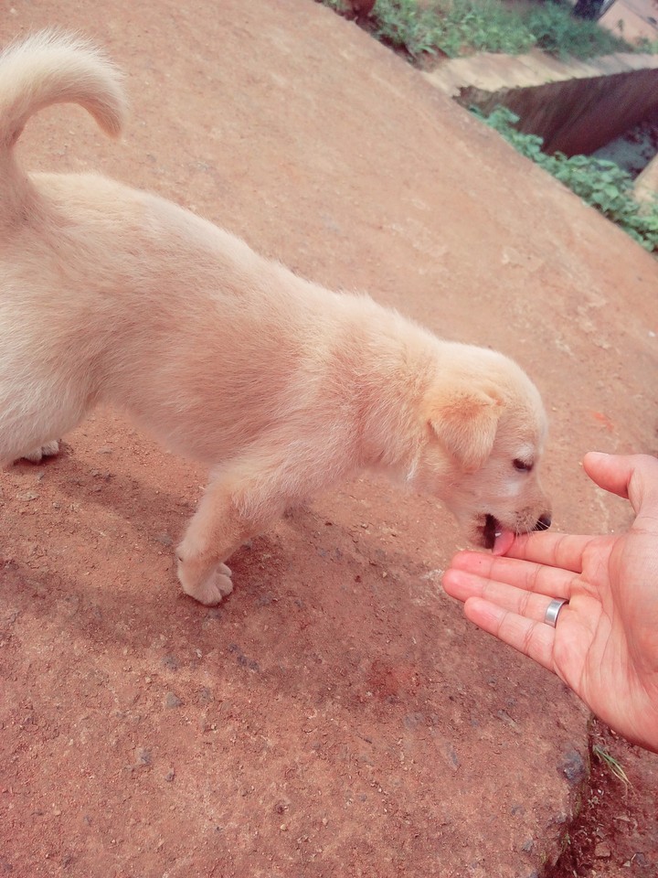 #luv #dogs