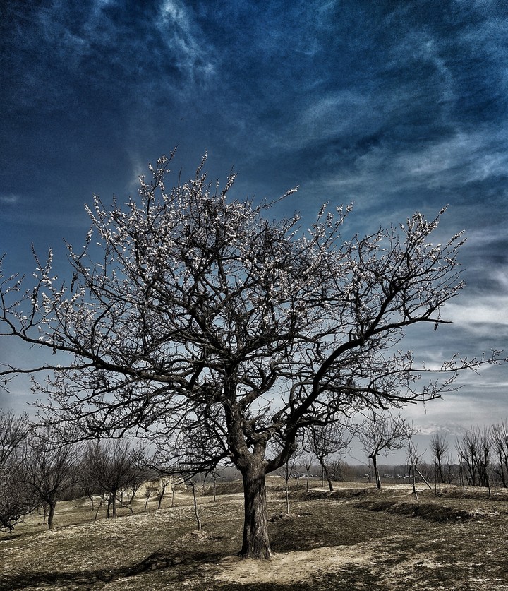 tree
