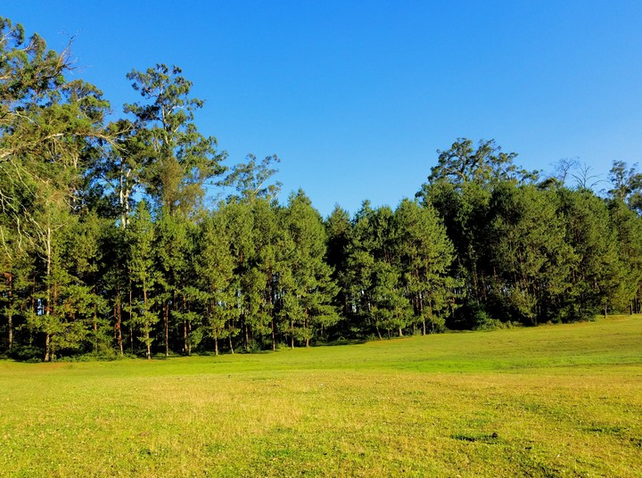 BOSQUE DE PINOS CERCA DE LA ALGUNA , TEJOCOTAL PUEBLA,