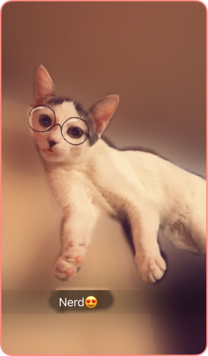 kitty