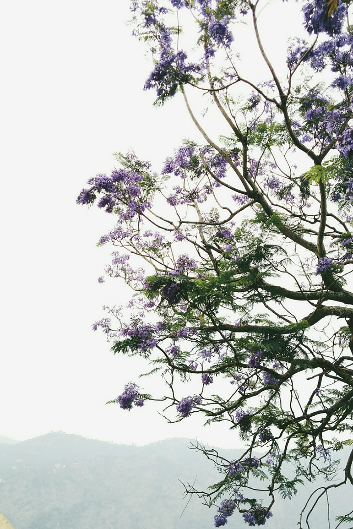 Purple Flowers..