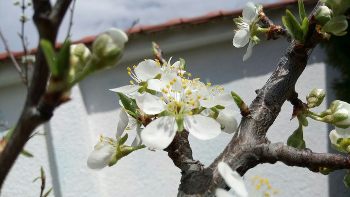 White Spring Flower