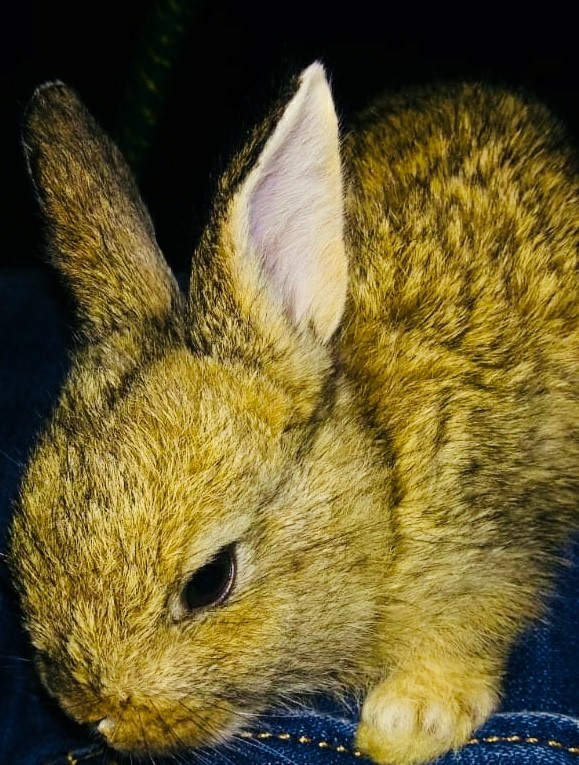 conejo