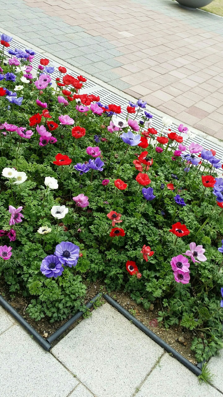 #_flower