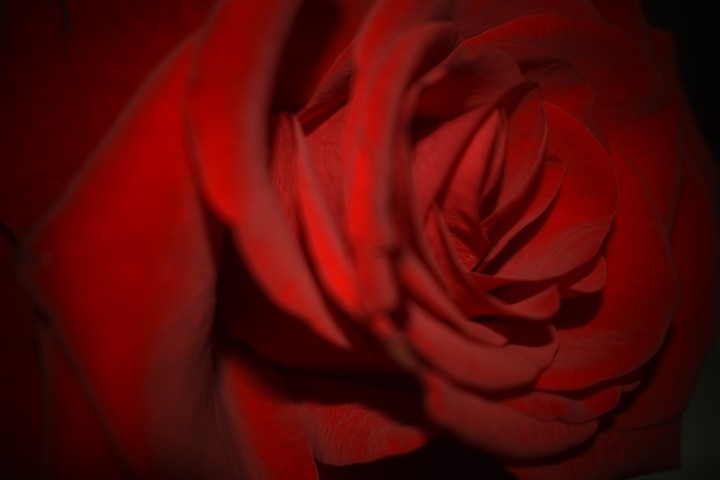 rose