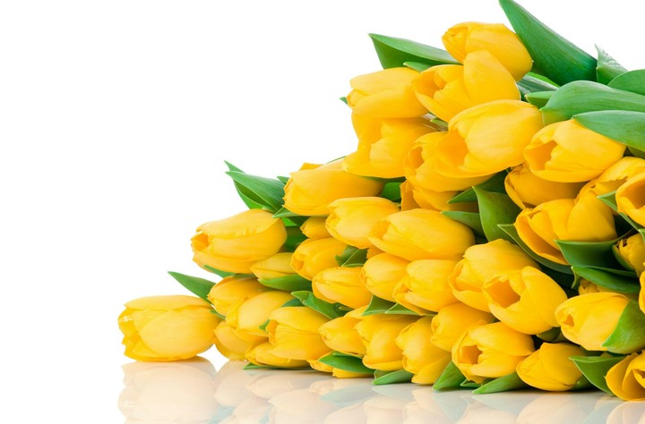 Yellow Flower