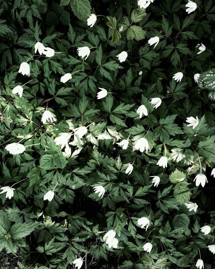spring flowers