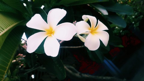 White for peace