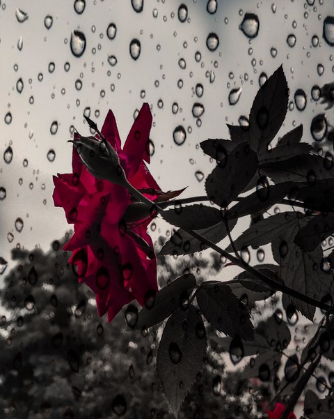 rose