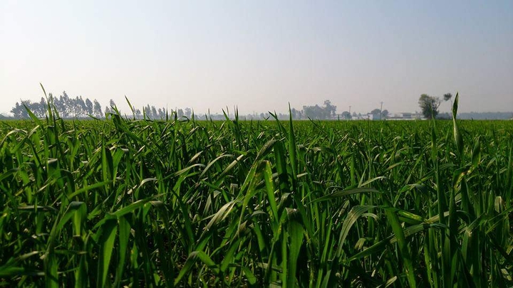 Green Sea