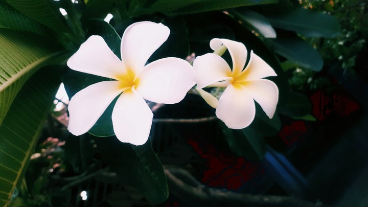 White for peace