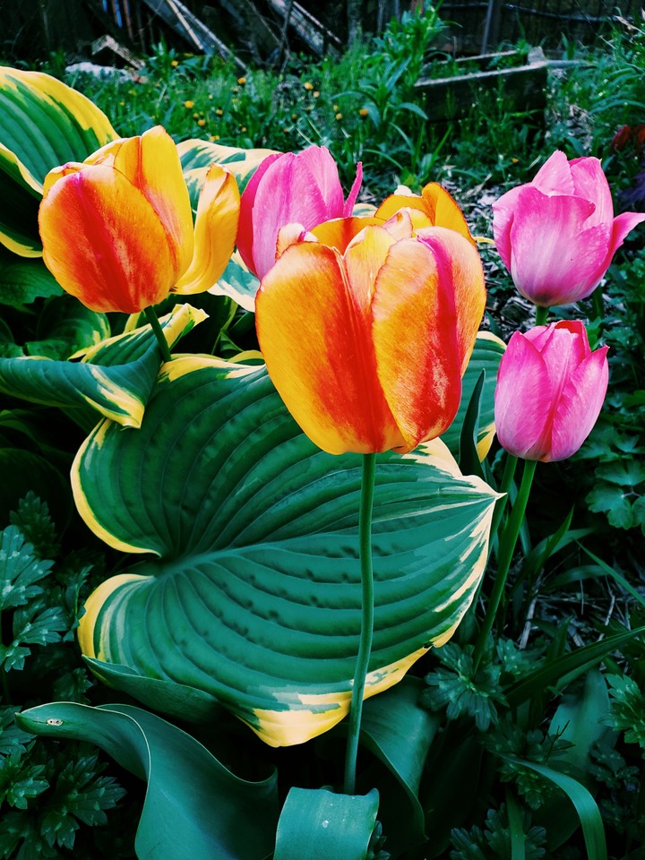tulips springtime