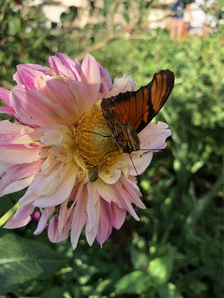 butterfly and flower