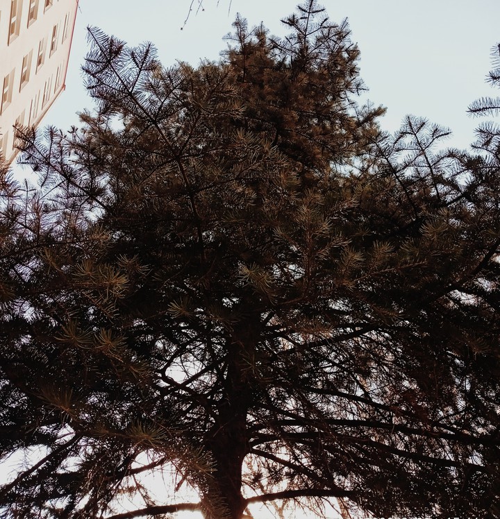 tree