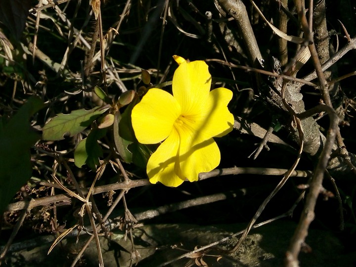 yellow flower