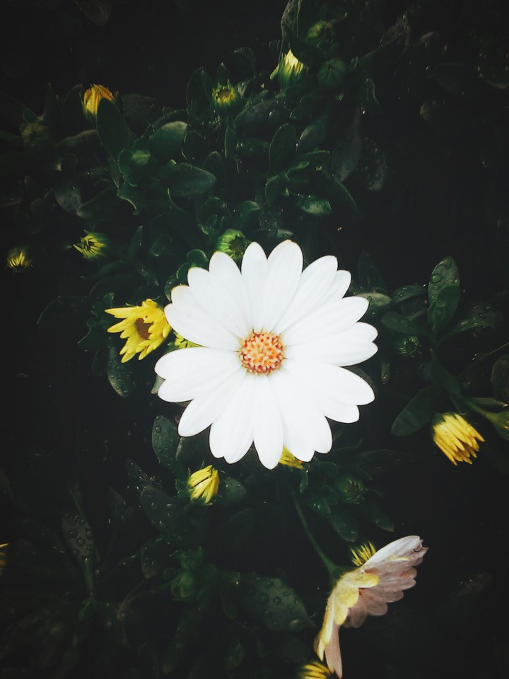 white flower