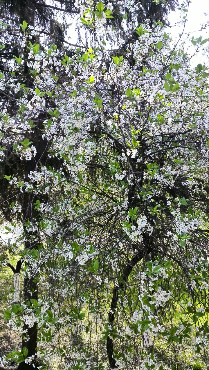 Cherry