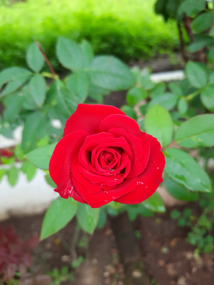 click by mobile