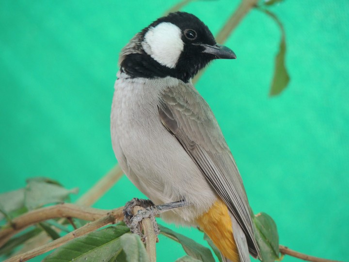 bird