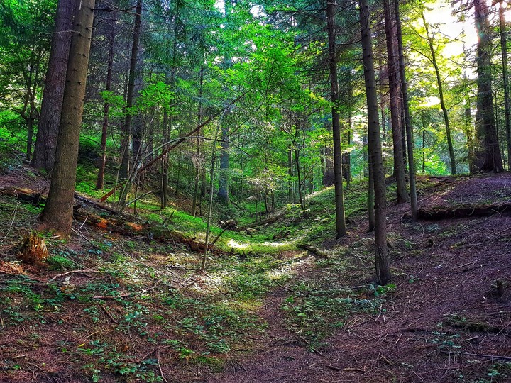 forest