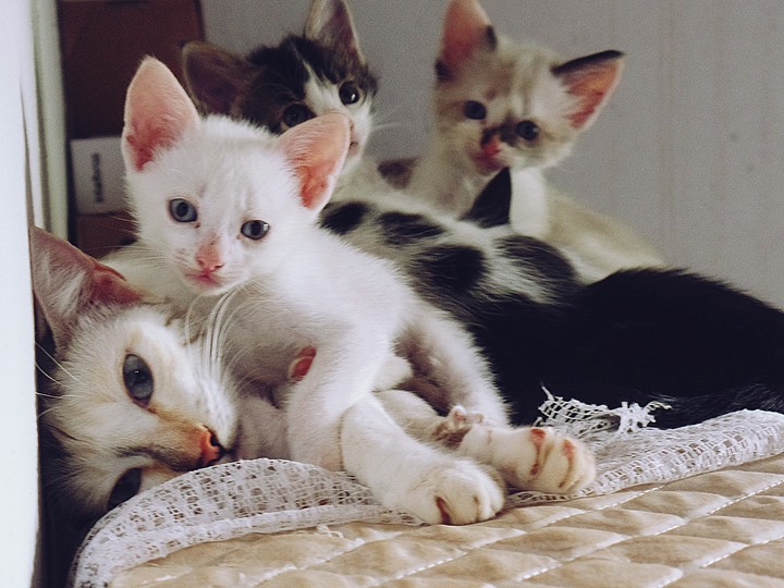 Mimi e seus Gatinhos