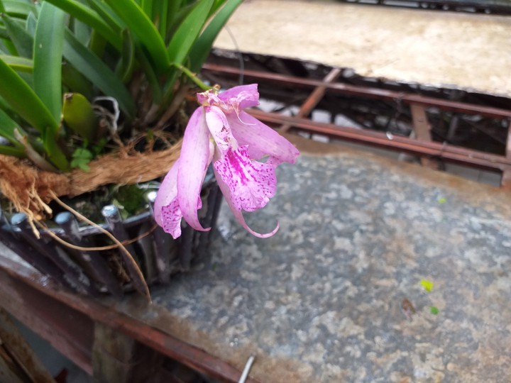 My orchids
