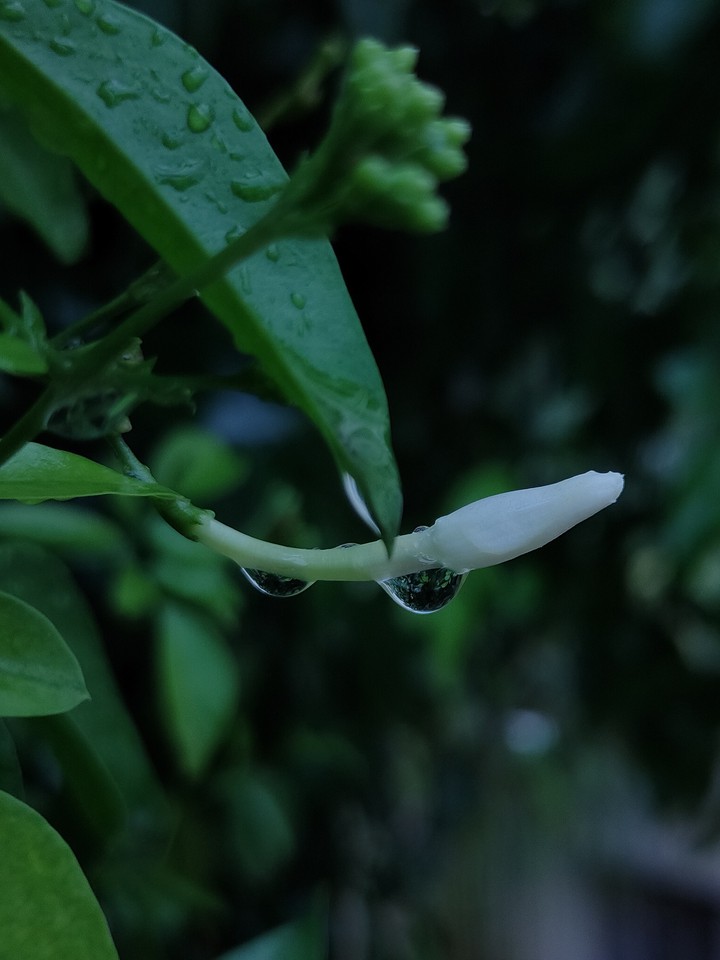 rainy