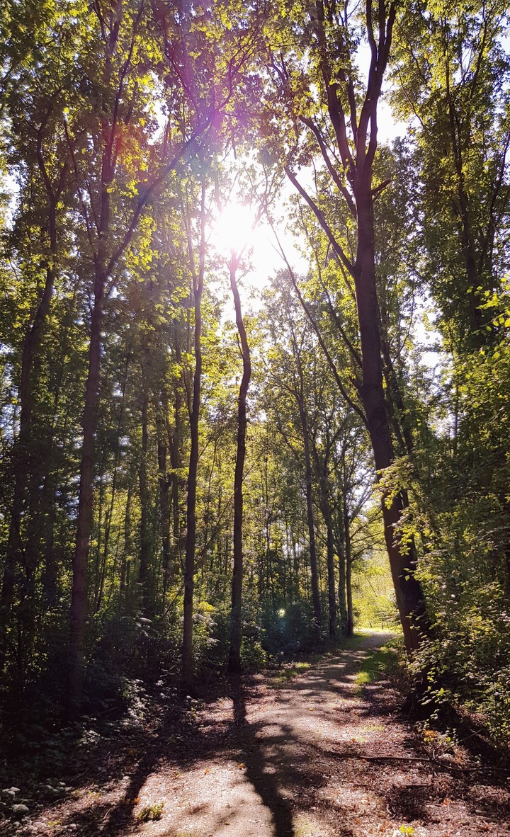 Forest with sunshine
