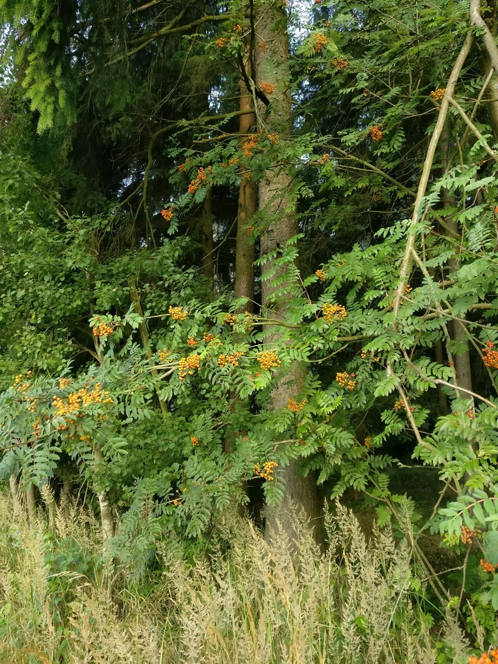 tree