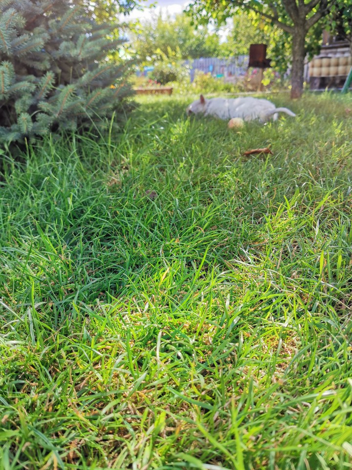 The grass
