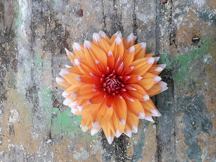 dalia