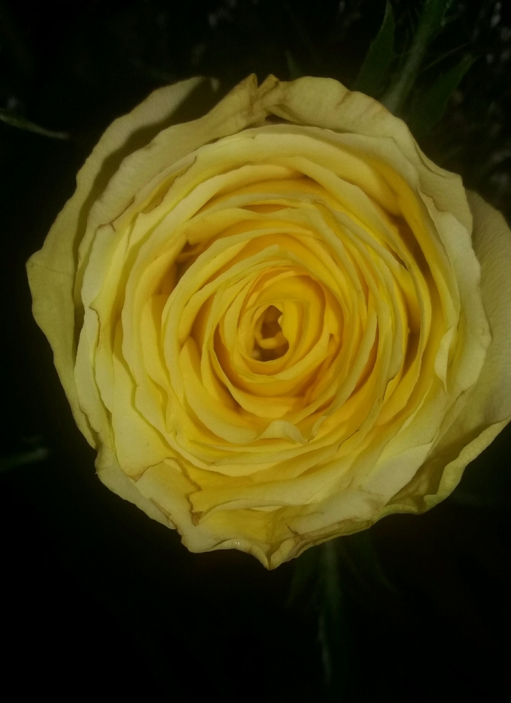 My's Rose