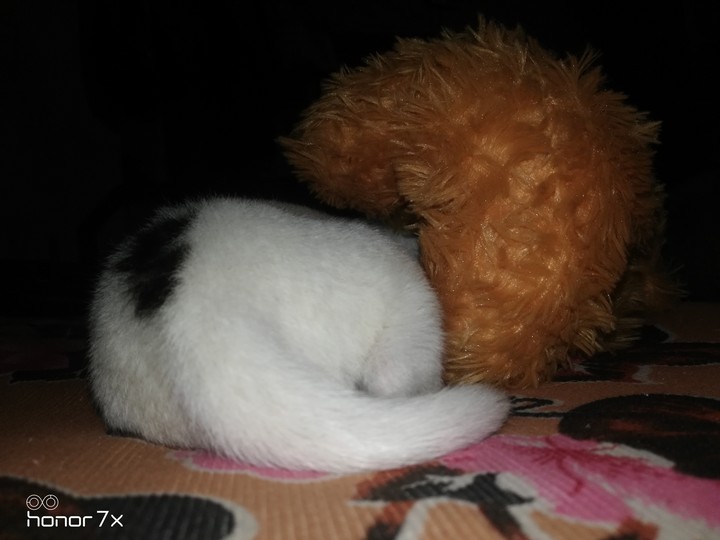my pet shiro❤️