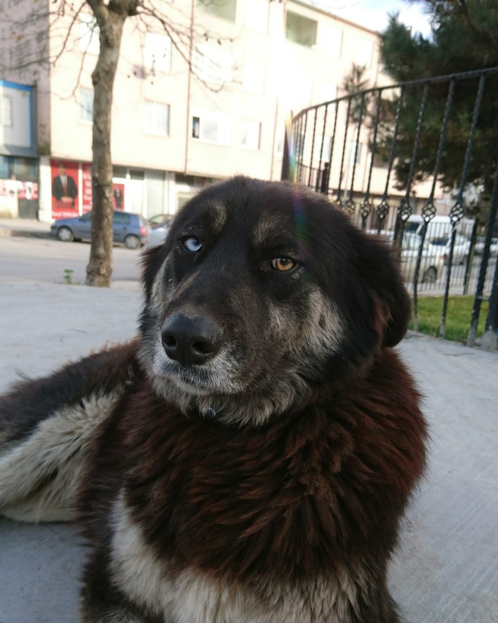 dog
