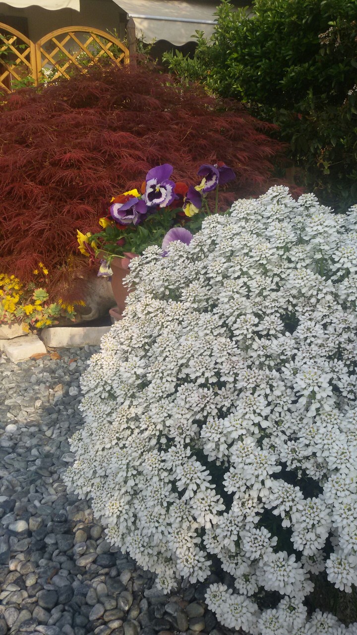 Il mio giardino