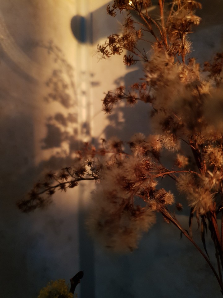 withered flowers