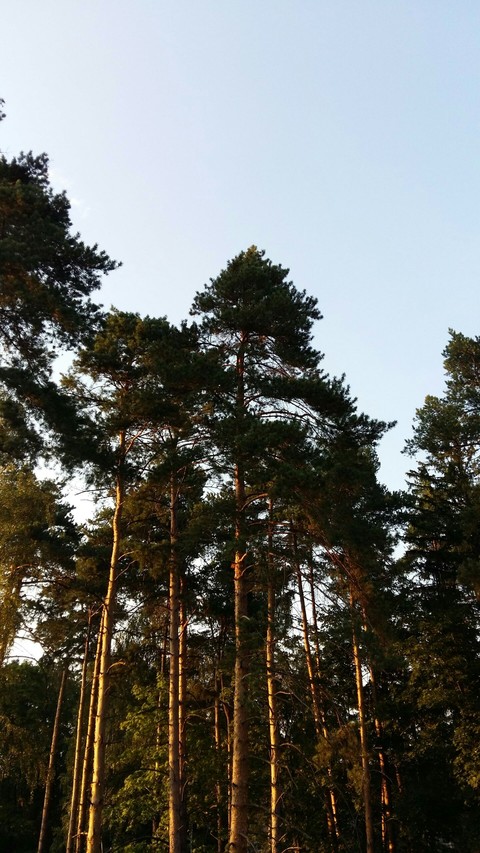 pines