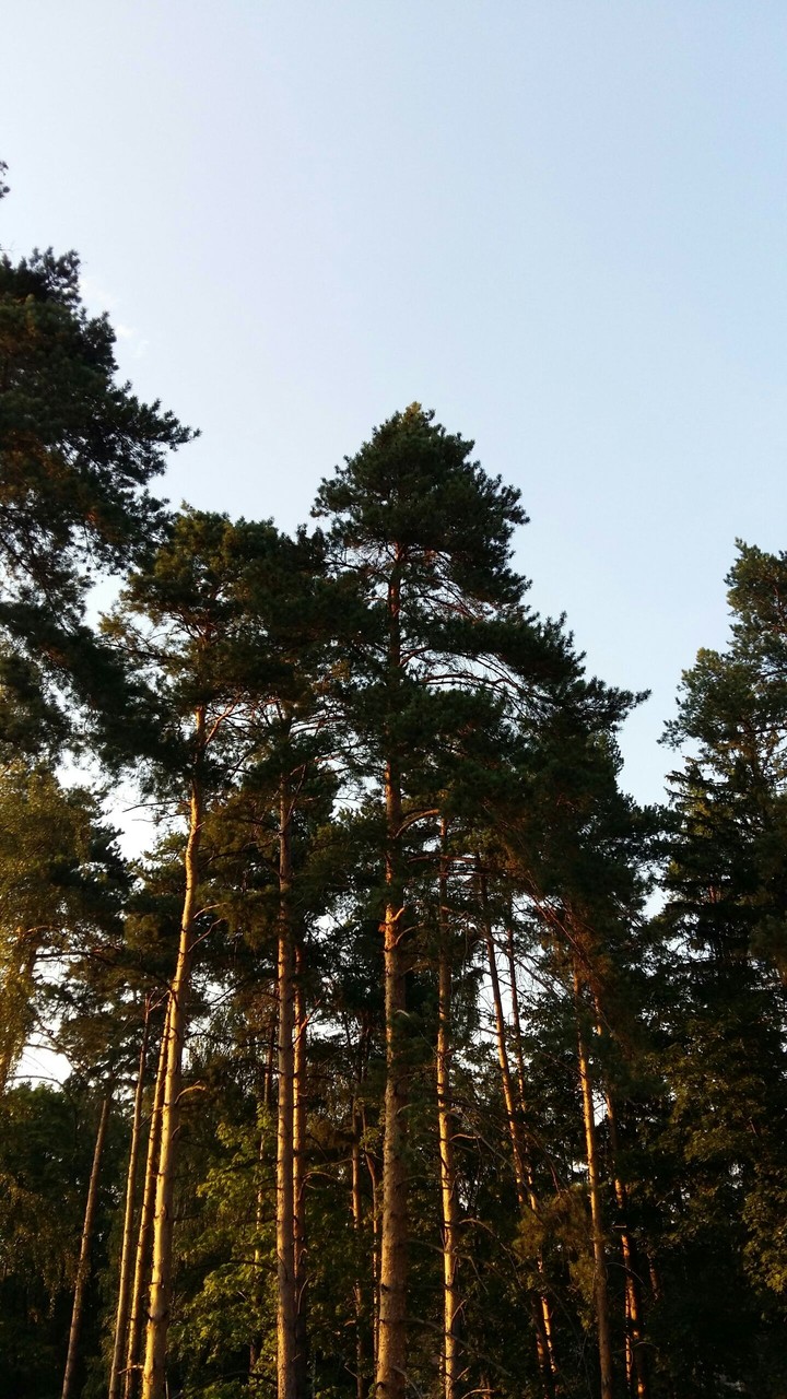 pines