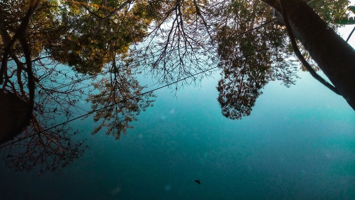 Tree and water