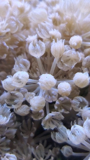 baby tube worms feeding